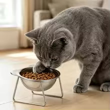 Cat Bowl Stainless Steel Cat Food Bowls with Metal Stand Food and Water Dish for Cats Kitten Puppies Feeders Cat Supplies